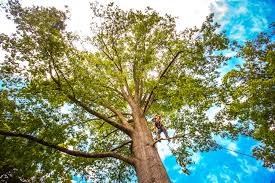 Best Tree Risk Assessment  in Monroe, GA
