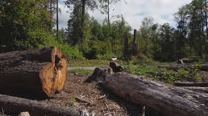 Best Root Management and Removal  in Monroe, GA
