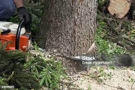 Best Tree Health Inspection  in Monroe, GA