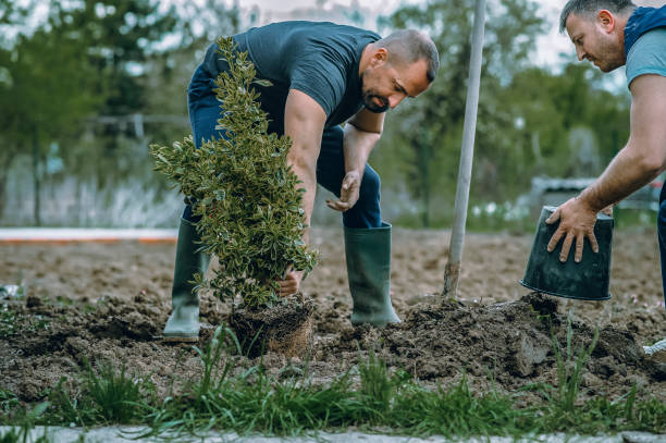 Best Tree Mulching  in Monroe, GA