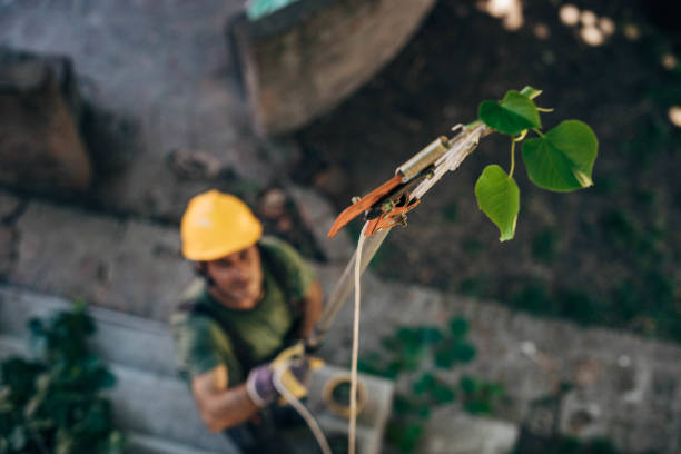 Reliable Monroe, GA Tree Services Solutions