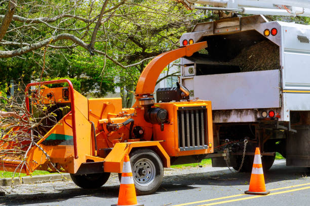 Best Tree Preservation Services  in Monroe, GA