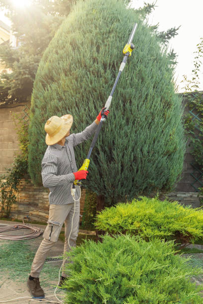 Best Sod Installation  in Monroe, GA