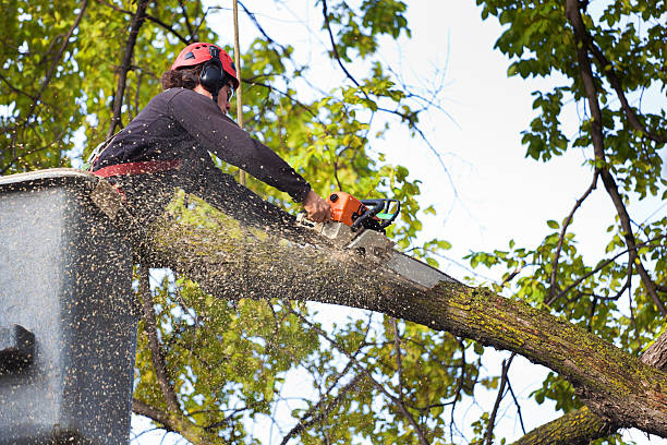 Best Seasonal Cleanup (Spring/Fall)  in Monroe, GA